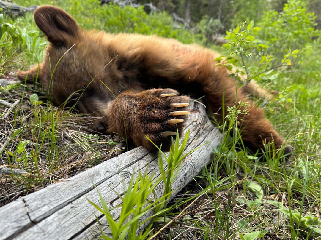 Worked as Advertised (for bear)