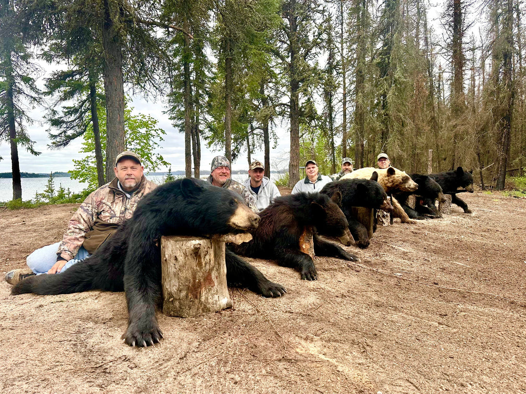 Why Bears Respond to Scent Attractants